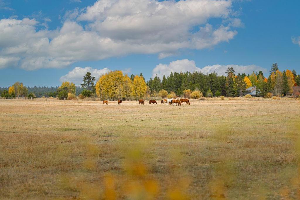 Vila Coyote - Unit 9 Sunriver Exteriér fotografie